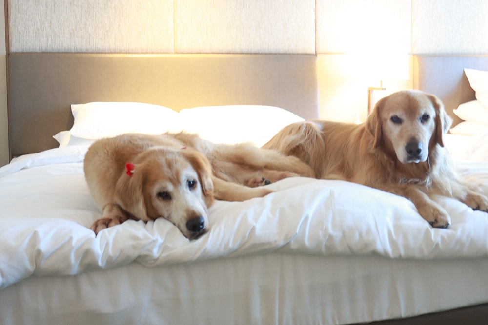 台北六福萬怡酒店｜台北寵物友善飯店、寵物房開箱、帶毛孩入住五星飯店、五星級萬豪飯店體系