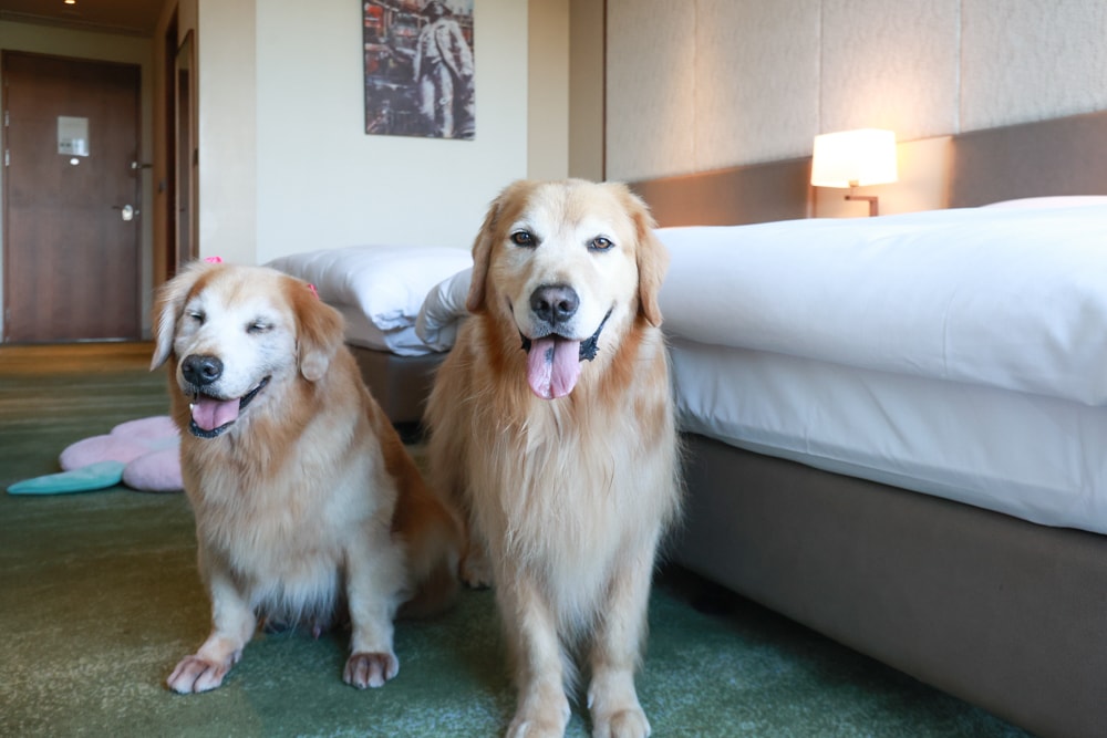 台北六福萬怡酒店｜台北寵物友善飯店、寵物房開箱、帶毛孩入住五星飯店、五星級萬豪飯店體系