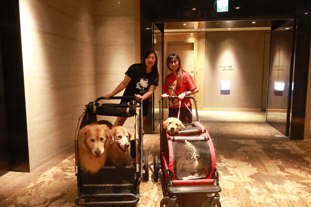 台北六福萬怡酒店｜台北寵物友善飯店、寵物房開箱、帶毛孩入住五星飯店、五星級萬豪飯店體系