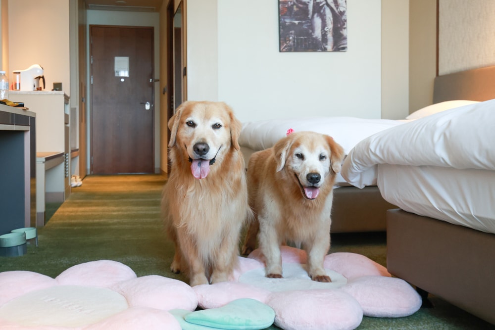 台北六福萬怡酒店｜台北寵物友善飯店、寵物房開箱、帶毛孩入住五星飯店、五星級萬豪飯店體系