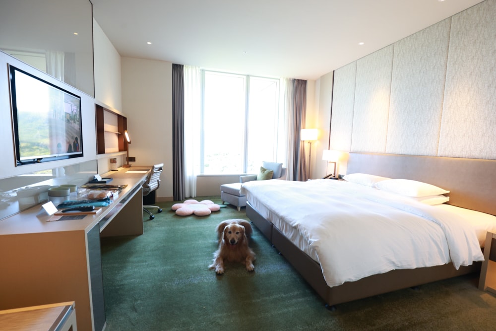 台北六福萬怡酒店｜台北寵物友善飯店、寵物房開箱、帶毛孩入住五星飯店、五星級萬豪飯店體系