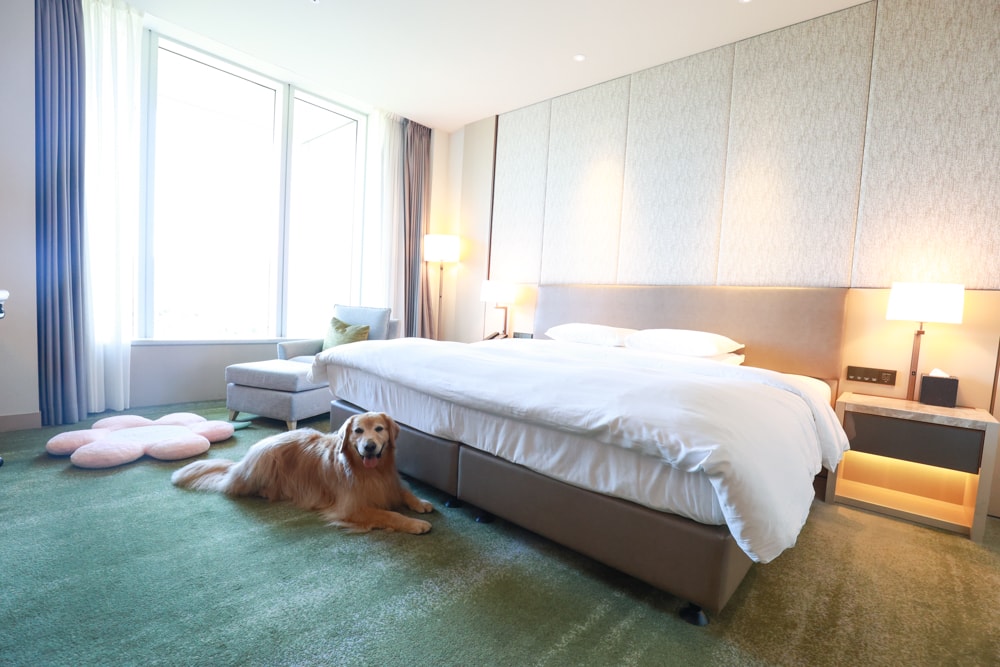 台北六福萬怡酒店｜台北寵物友善飯店、寵物房開箱、帶毛孩入住五星飯店、五星級萬豪飯店體系