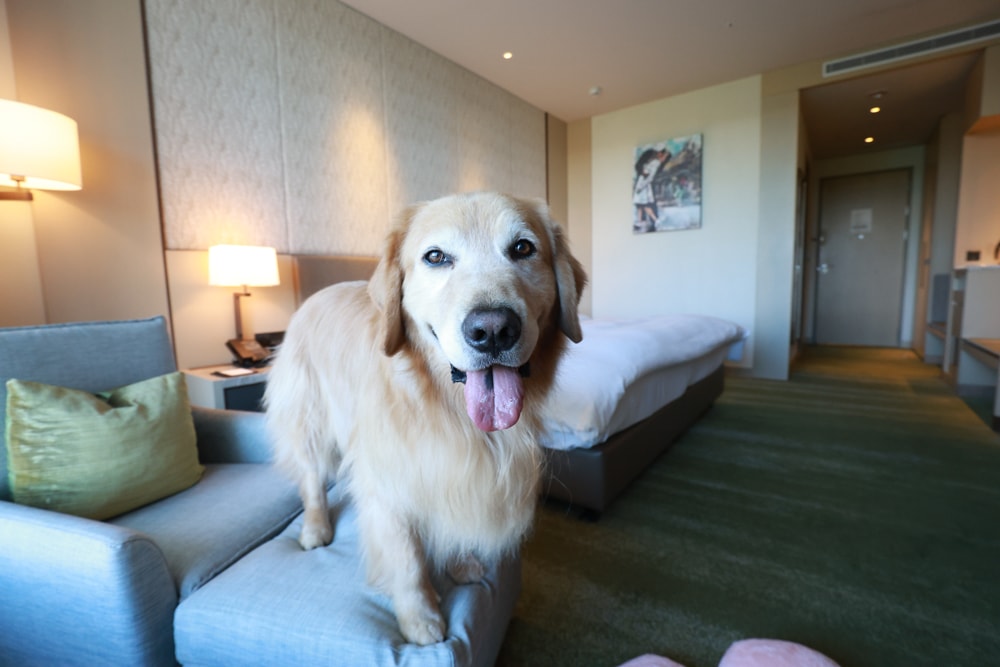 台北六福萬怡酒店｜台北寵物友善飯店、寵物房開箱、帶毛孩入住五星飯店、五星級萬豪飯店體系
