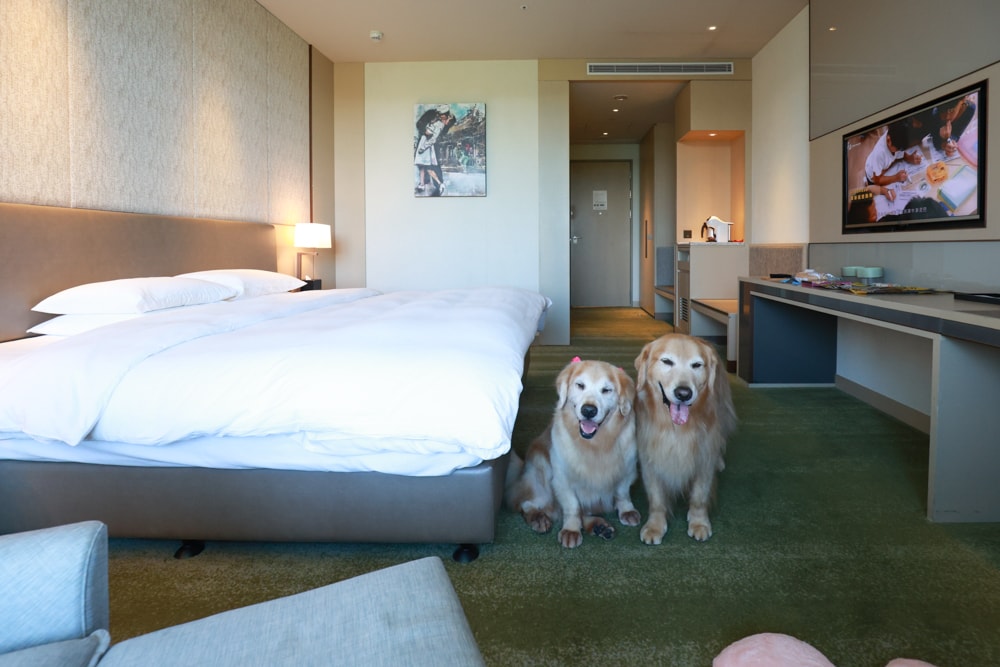 台北六福萬怡酒店｜台北寵物友善飯店、寵物房開箱、帶毛孩入住五星飯店、五星級萬豪飯店體系