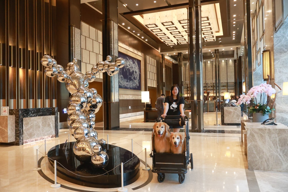 台北六福萬怡酒店｜台北寵物友善飯店、寵物房開箱、帶毛孩入住五星飯店、五星級萬豪飯店體系