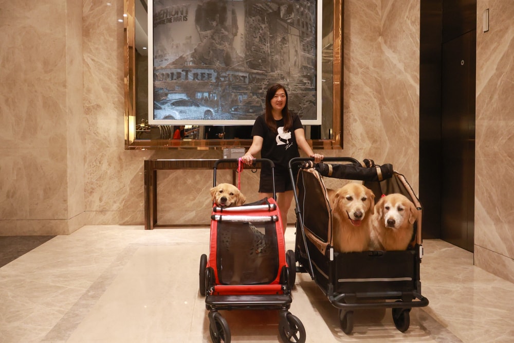 台北六福萬怡酒店｜台北寵物友善飯店、寵物房開箱、帶毛孩入住五星飯店、五星級萬豪飯店體系