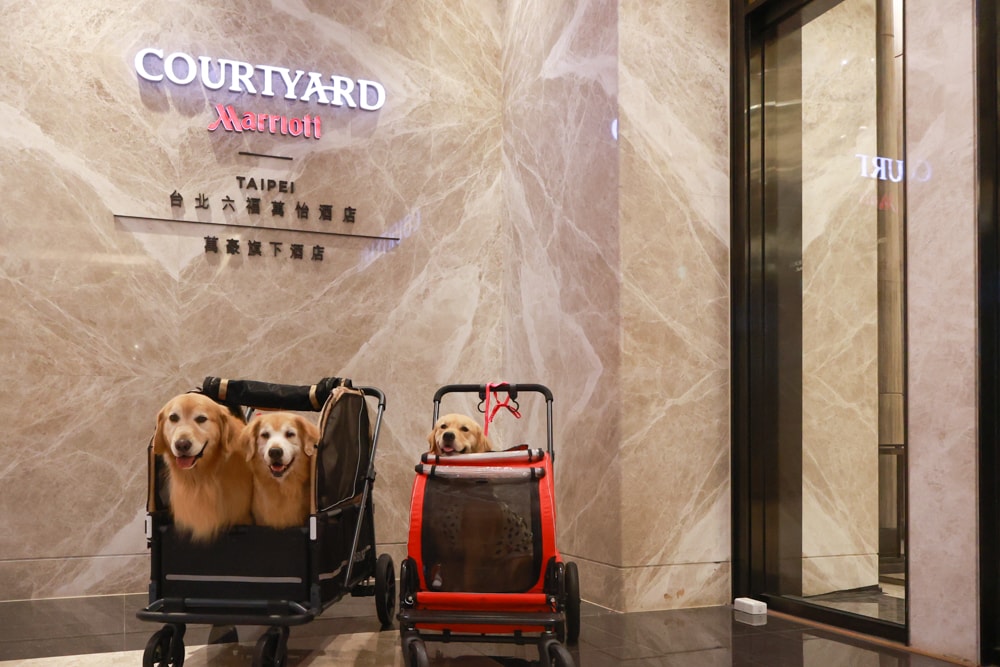 台北六福萬怡酒店｜台北寵物友善飯店、寵物房開箱、帶毛孩入住五星飯店、五星級萬豪飯店體系