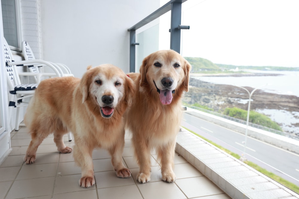 新北石門、北海岸海景住宿推薦｜半島海悅渡假會館：每一間都能帶毛孩入住，超美落地窗海景房必住！寵物友善民宿、北海岸寵物友善住宿