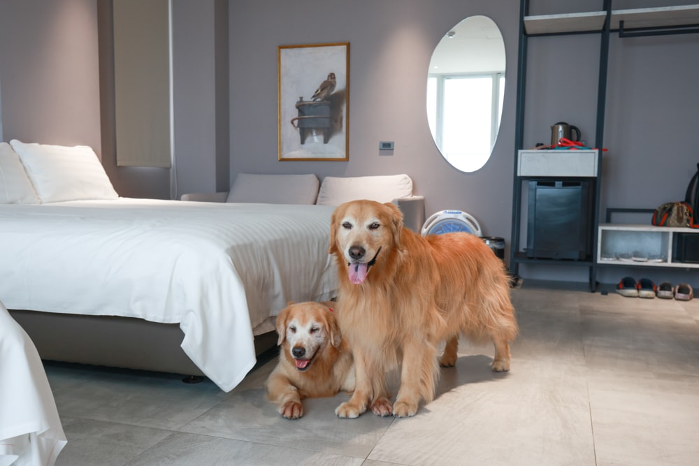 新北石門、北海岸海景住宿推薦｜半島海悅渡假會館：每一間都能帶毛孩入住，超美落地窗海景房必住！寵物友善民宿、北海岸寵物友善住宿