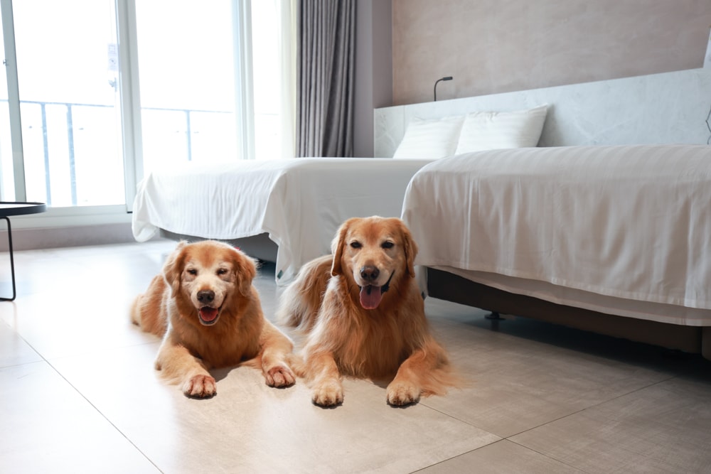 新北石門、北海岸海景住宿推薦｜半島海悅渡假會館：每一間都能帶毛孩入住，超美落地窗海景房必住！寵物友善民宿、北海岸寵物友善住宿