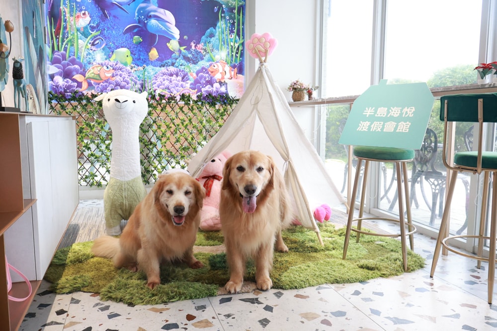 新北石門、北海岸海景住宿推薦｜半島海悅渡假會館：每一間都能帶毛孩入住，超美落地窗海景房必住！寵物友善民宿、北海岸寵物友善住宿