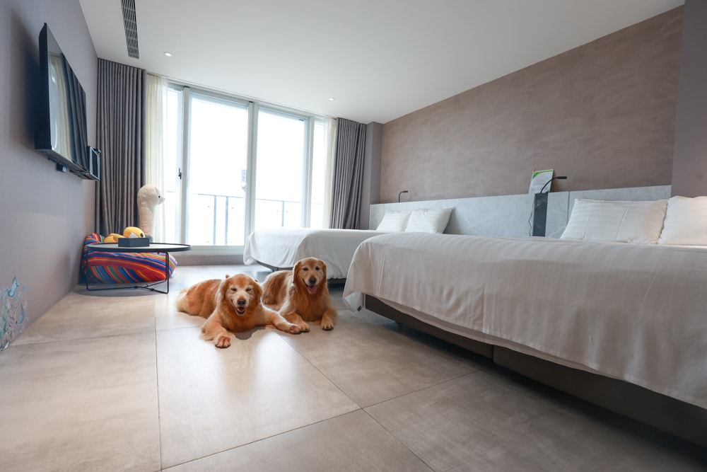 新北石門、北海岸海景住宿推薦｜半島海悅渡假會館：每一間都能帶毛孩入住，超美落地窗海景房必住！寵物友善民宿、北海岸寵物友善住宿