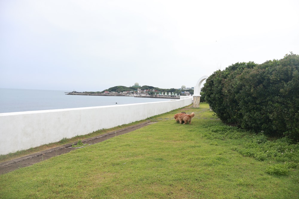 新北石門、北海岸海景住宿推薦｜半島海悅渡假會館：每一間都能帶毛孩入住，超美落地窗海景房必住！寵物友善民宿、北海岸寵物友善住宿