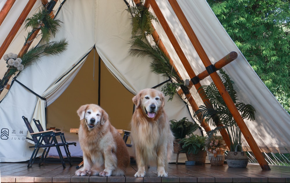 苗栗森林系寵物友善懶人露營|叢林開始Glamping 苗栗店。一泊四食、流體兔DIY、網美帳篷、寵物友善、露天泳池 - 第16張圖 苗栗森林系寵物友善懶人露營|叢林開始Glamping 苗栗店。一泊四食、流體兔DIY、網美帳篷、寵物友善、露天泳池