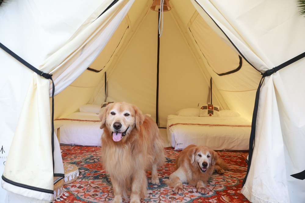 苗栗森林系寵物友善懶人露營|叢林開始Glamping 苗栗店。一泊四食、流體兔DIY、網美帳篷、寵物友善、露天泳池 - 第22張圖 苗栗森林系寵物友善懶人露營|叢林開始Glamping 苗栗店。一泊四食、流體兔DIY、網美帳篷、寵物友善、露天泳池