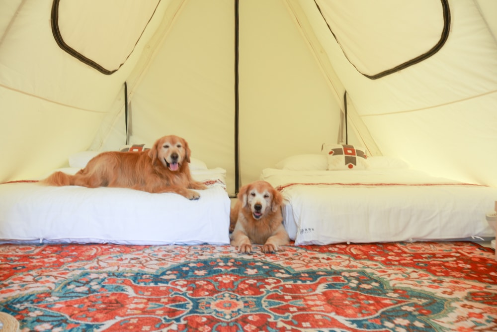 苗栗森林系寵物友善懶人露營|叢林開始Glamping 苗栗店。一泊四食、流體兔DIY、網美帳篷、寵物友善、露天泳池 - 第15張圖 苗栗森林系寵物友善懶人露營|叢林開始Glamping 苗栗店。一泊四食、流體兔DIY、網美帳篷、寵物友善、露天泳池
