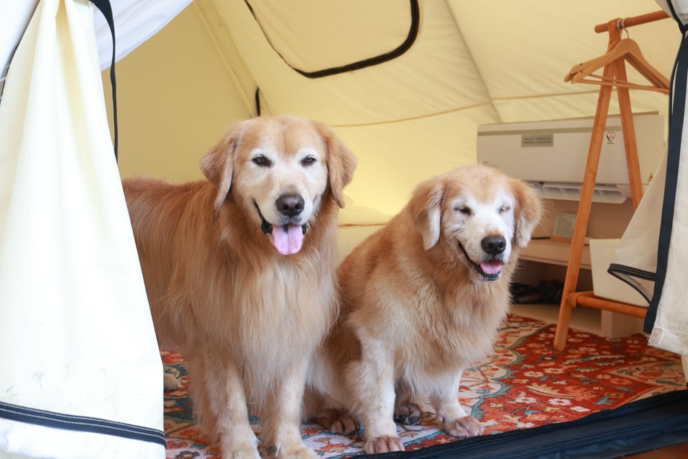 苗栗森林系寵物友善懶人露營|叢林開始Glamping 苗栗店。一泊四食、流體兔DIY、網美帳篷、寵物友善、露天泳池 - 第14張圖 苗栗森林系寵物友善懶人露營|叢林開始Glamping 苗栗店。一泊四食、流體兔DIY、網美帳篷、寵物友善、露天泳池