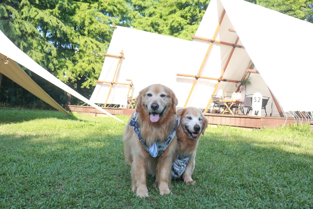 苗栗森林系寵物友善懶人露營|叢林開始Glamping 苗栗店。一泊四食、流體兔DIY、網美帳篷、寵物友善、露天泳池 - 第13張圖 苗栗森林系寵物友善懶人露營|叢林開始Glamping 苗栗店。一泊四食、流體兔DIY、網美帳篷、寵物友善、露天泳池