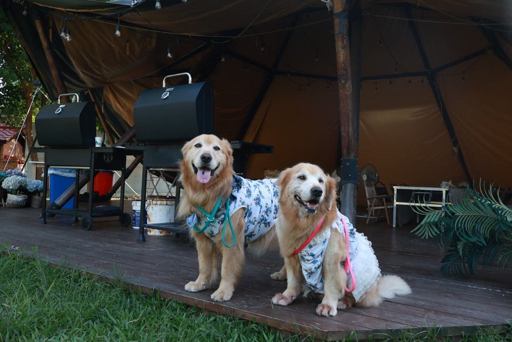 苗栗森林系寵物友善懶人露營|叢林開始Glamping 苗栗店。一泊四食、流體兔DIY、網美帳篷、寵物友善、露天泳池 - 第27張圖 苗栗森林系寵物友善懶人露營|叢林開始Glamping 苗栗店。一泊四食、流體兔DIY、網美帳篷、寵物友善、露天泳池