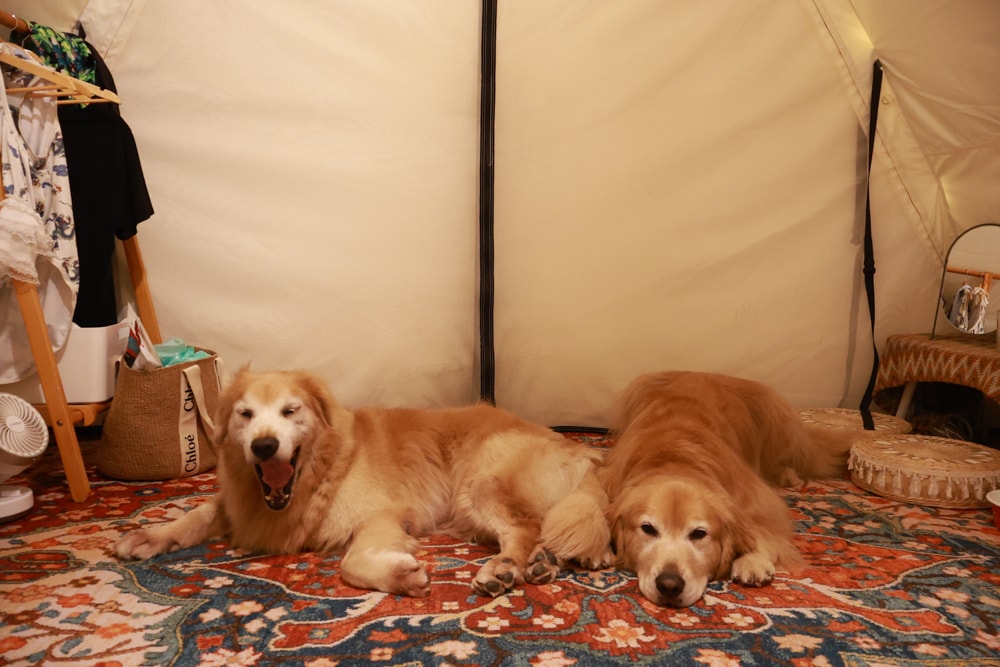 苗栗森林系寵物友善懶人露營|叢林開始Glamping 苗栗店。一泊四食、流體兔DIY、網美帳篷、寵物友善、露天泳池 - 第54張圖 苗栗森林系寵物友善懶人露營|叢林開始Glamping 苗栗店。一泊四食、流體兔DIY、網美帳篷、寵物友善、露天泳池