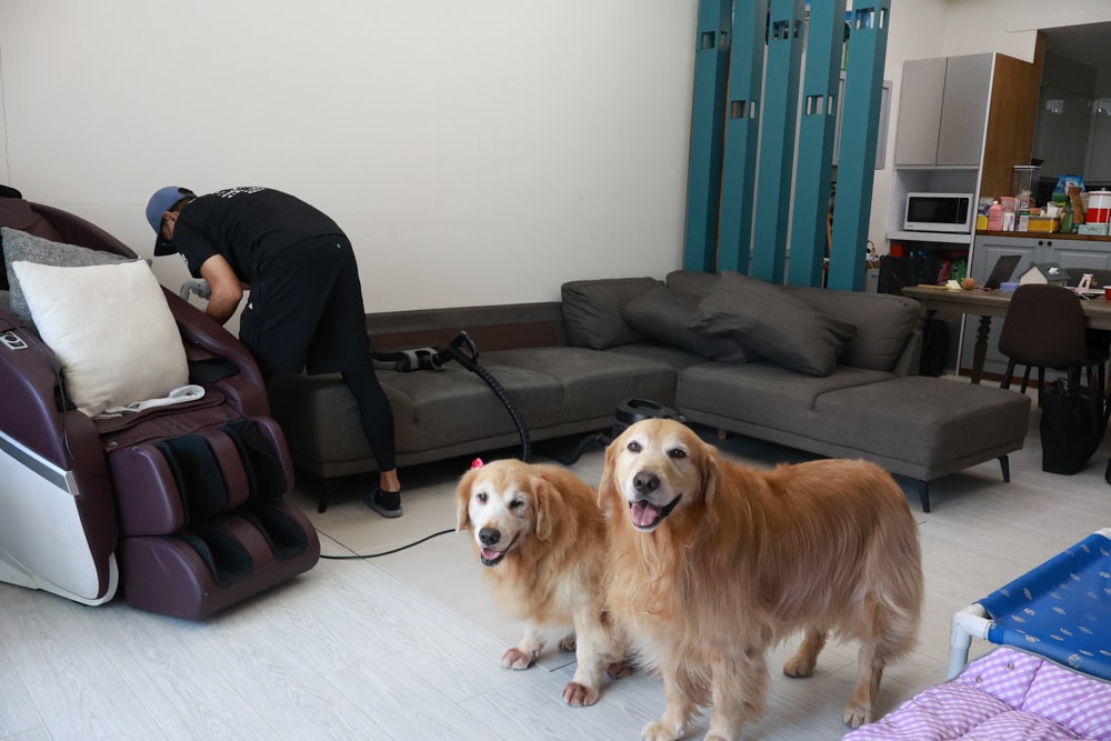 懶人除蟎 沙發・床墊・地毯清洗專家｜孩子過敏、狗狗掉毛，選擇懶人除蟎！床墊沙發地毯全清一次搞定！