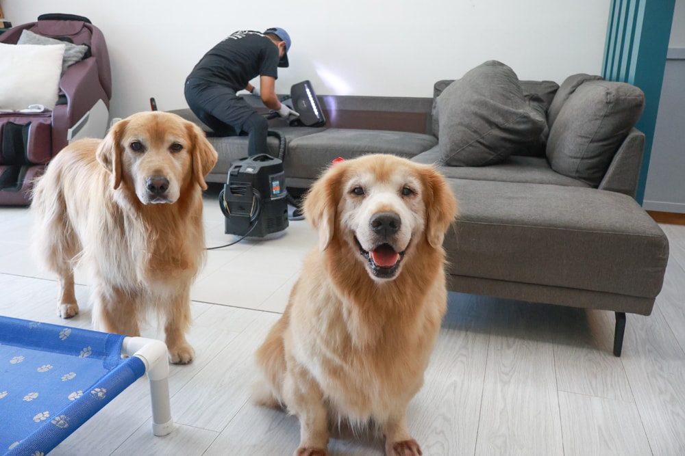 懶人除蟎 沙發・床墊・地毯清洗專家｜孩子過敏、狗狗掉毛，選擇懶人除蟎！床墊沙發地毯全清一次搞定！