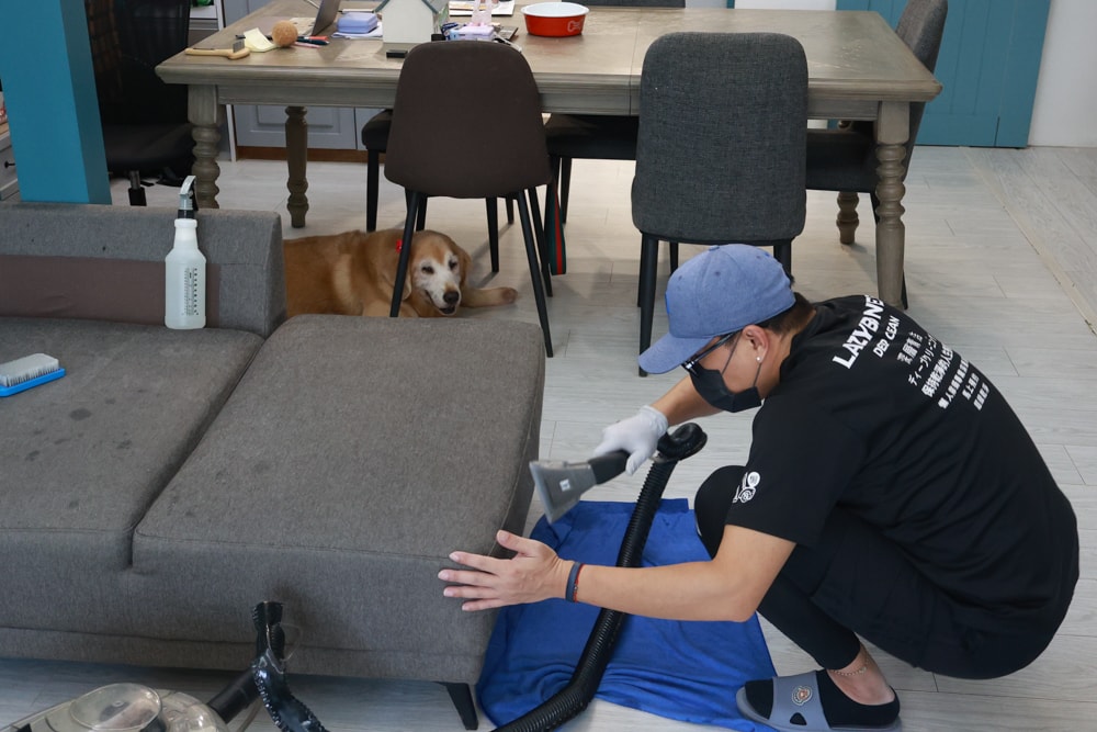 懶人除蟎 沙發・床墊・地毯清洗專家｜孩子過敏、狗狗掉毛，選擇懶人除蟎！床墊沙發地毯全清一次搞定！