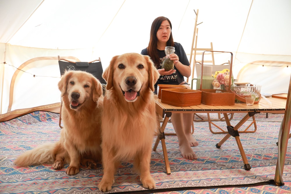 蟬說:暖硫|台北陽明山懶人露營一泊三食。火山溫泉、草山冰茶野餐、森林帳篷、夜間風呂、台北寵物友善住宿 - 第31張圖 蟬說:暖硫|台北陽明山懶人露營一泊三食。火山溫泉、草山冰茶野餐、森林帳篷、夜間風呂、台北寵物友善住宿