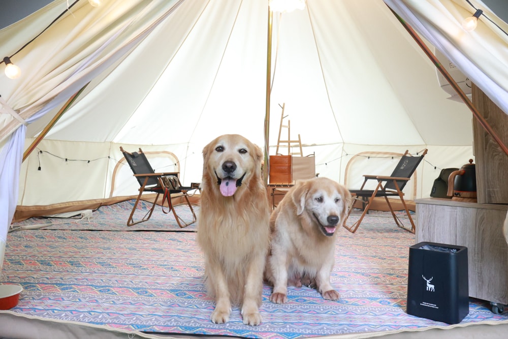 蟬說:暖硫|台北陽明山懶人露營一泊三食。火山溫泉、草山冰茶野餐、森林帳篷、夜間風呂、台北寵物友善住宿 - 第35張圖 蟬說:暖硫|台北陽明山懶人露營一泊三食。火山溫泉、草山冰茶野餐、森林帳篷、夜間風呂、台北寵物友善住宿