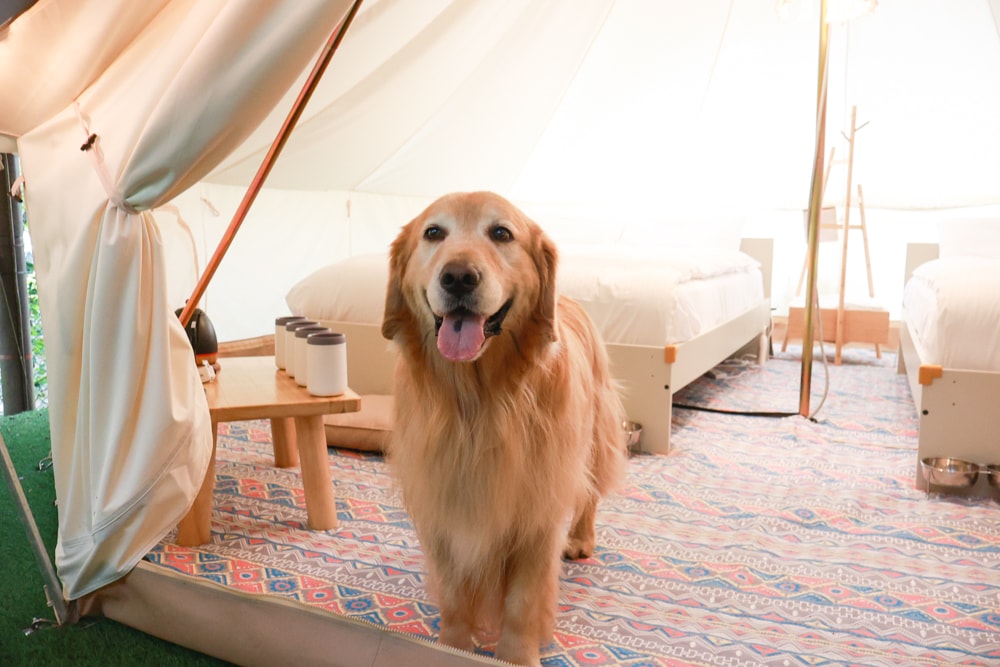 蟬說:暖硫|台北陽明山懶人露營一泊三食。火山溫泉、草山冰茶野餐、森林帳篷、夜間風呂、台北寵物友善住宿 - 第22張圖 蟬說:暖硫|台北陽明山懶人露營一泊三食。火山溫泉、草山冰茶野餐、森林帳篷、夜間風呂、台北寵物友善住宿