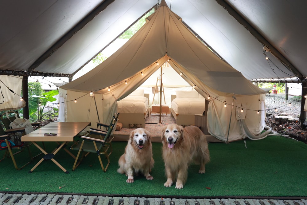 蟬說:暖硫|台北陽明山懶人露營一泊三食。火山溫泉、草山冰茶野餐、森林帳篷、夜間風呂、台北寵物友善住宿 - 第12張圖 蟬說:暖硫|台北陽明山懶人露營一泊三食。火山溫泉、草山冰茶野餐、森林帳篷、夜間風呂、台北寵物友善住宿