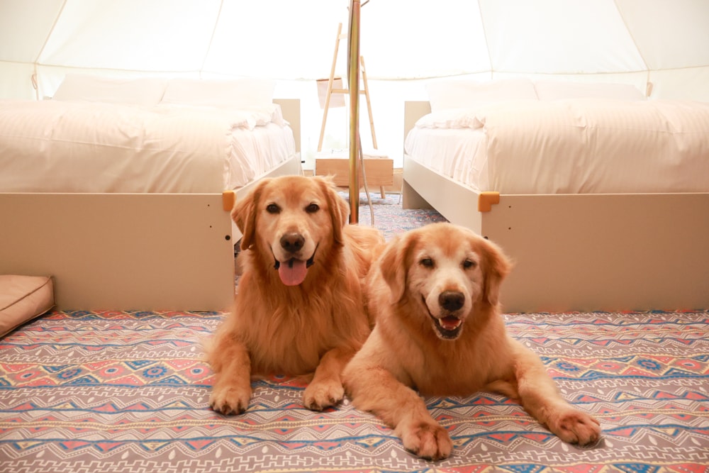 蟬說:暖硫|台北陽明山懶人露營一泊三食。火山溫泉、草山冰茶野餐、森林帳篷、夜間風呂、台北寵物友善住宿 - 第15張圖 蟬說:暖硫|台北陽明山懶人露營一泊三食。火山溫泉、草山冰茶野餐、森林帳篷、夜間風呂、台北寵物友善住宿