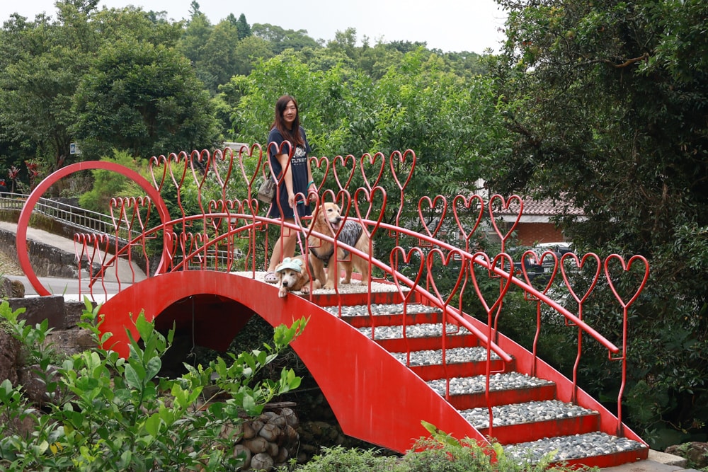 蟬說:暖硫|台北陽明山懶人露營一泊三食。火山溫泉、草山冰茶野餐、森林帳篷、夜間風呂、台北寵物友善住宿 - 第27張圖 蟬說:暖硫|台北陽明山懶人露營一泊三食。火山溫泉、草山冰茶野餐、森林帳篷、夜間風呂、台北寵物友善住宿