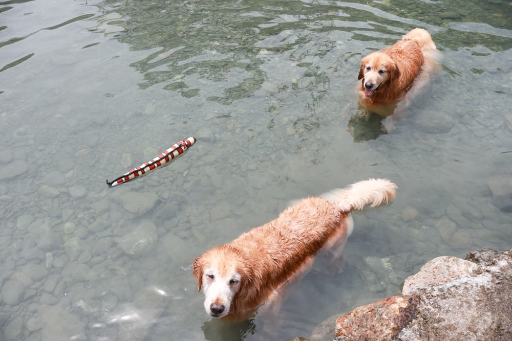 狗狗耐咬玩具推薦|美國TUFFY拉扯拔河玩具。七層加強設計、破壞王救星、超耐咬!玩水也OK! - 第8張圖 狗狗耐咬玩具推薦|美國TUFFY拉扯拔河玩具。七層加強設計、破壞王救星、超耐咬!玩水也OK!