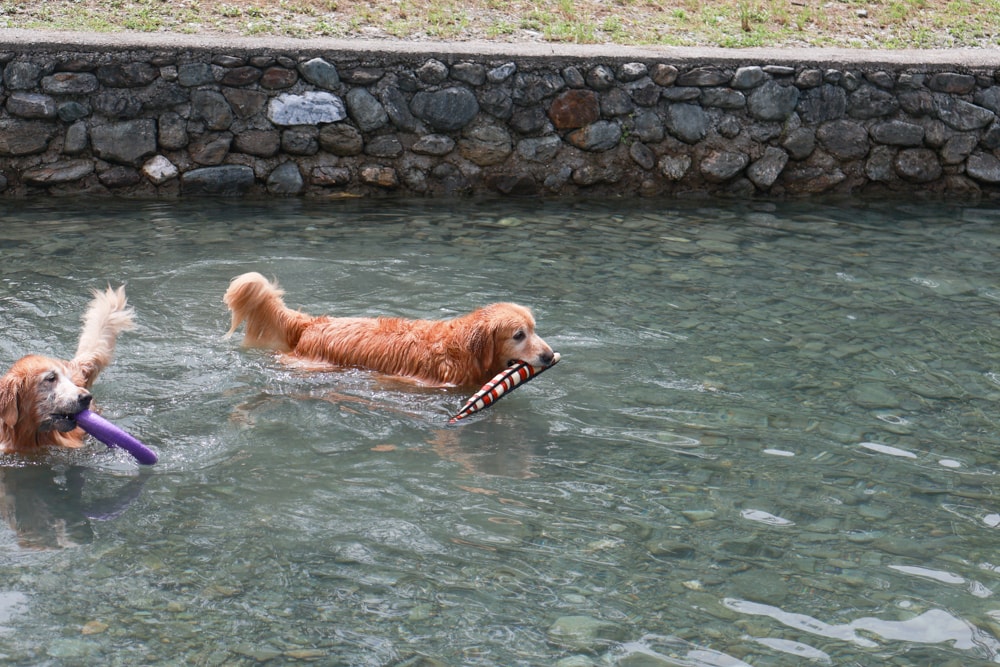 狗狗耐咬玩具推薦|美國TUFFY拉扯拔河玩具。七層加強設計、破壞王救星、超耐咬!玩水也OK! - 第9張圖 狗狗耐咬玩具推薦|美國TUFFY拉扯拔河玩具。七層加強設計、破壞王救星、超耐咬!玩水也OK!
