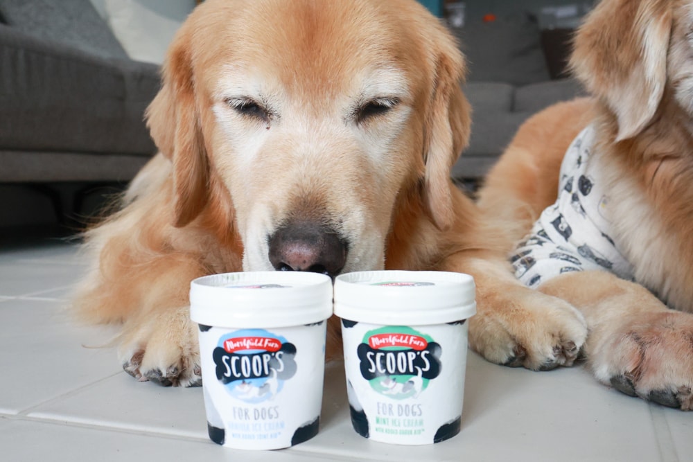 狗狗專屬冰淇淋｜SCOOP’S史酷啵狗狗寵物專用狗狗冰淇淋。英國農場直送，敏感毛孩也可以安心吃！