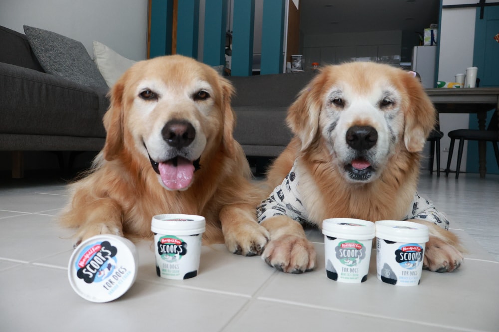 狗狗專屬冰淇淋｜SCOOP’S史酷啵狗狗寵物專用狗狗冰淇淋。英國農場直送，敏感毛孩也可以安心吃！