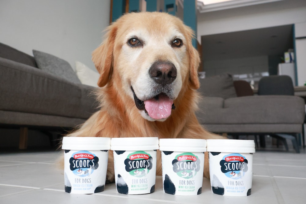 狗狗專屬冰淇淋｜SCOOP’S史酷啵狗狗寵物專用狗狗冰淇淋。英國農場直送，敏感毛孩也可以安心吃！