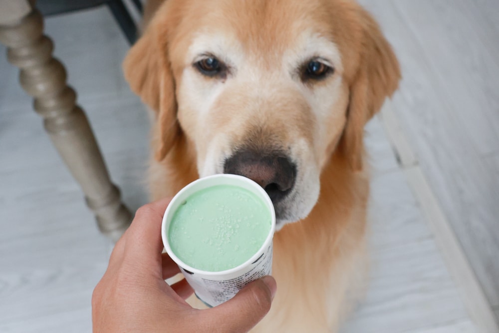 狗狗專屬冰淇淋｜SCOOP’S史酷啵狗狗寵物專用狗狗冰淇淋。英國農場直送，敏感毛孩也可以安心吃！