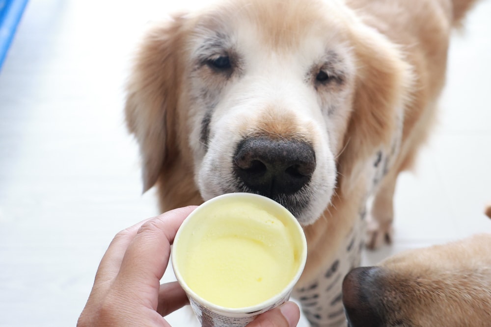 狗狗專屬冰淇淋｜SCOOP’S史酷啵狗狗寵物專用狗狗冰淇淋。英國農場直送，敏感毛孩也可以安心吃！