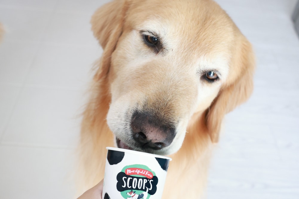 狗狗專屬冰淇淋｜SCOOP’S史酷啵狗狗寵物專用狗狗冰淇淋。英國農場直送，敏感毛孩也可以安心吃！