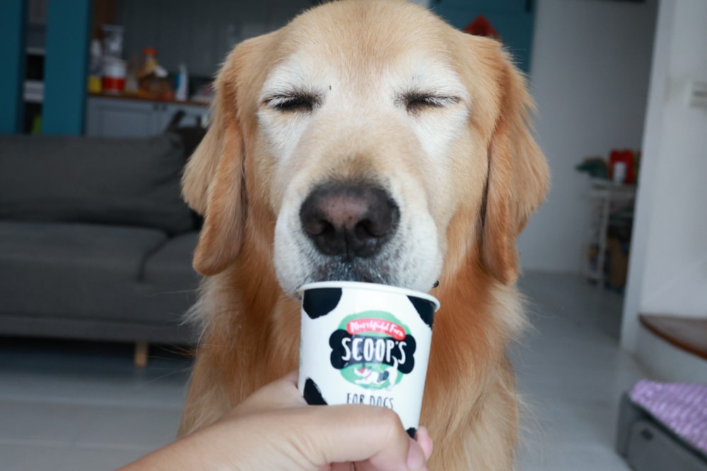 狗狗專屬冰淇淋｜SCOOP’S史酷啵狗狗寵物專用狗狗冰淇淋。英國農場直送，敏感毛孩也可以安心吃！