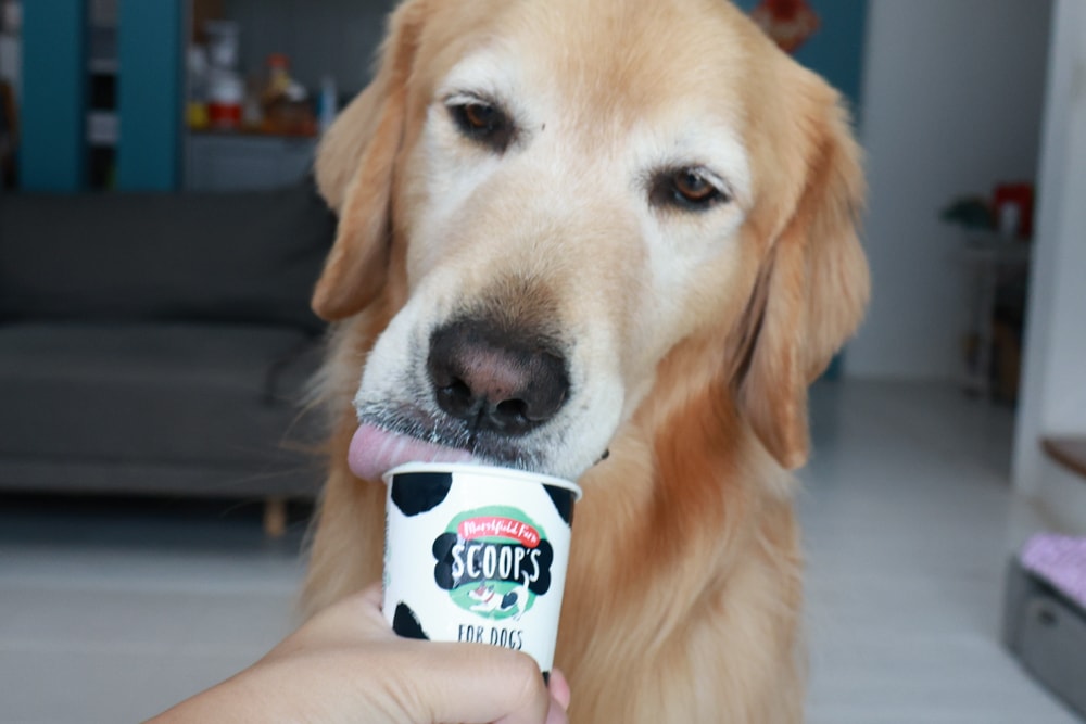 狗狗專屬冰淇淋｜SCOOP’S史酷啵狗狗寵物專用狗狗冰淇淋。英國農場直送，敏感毛孩也可以安心吃！