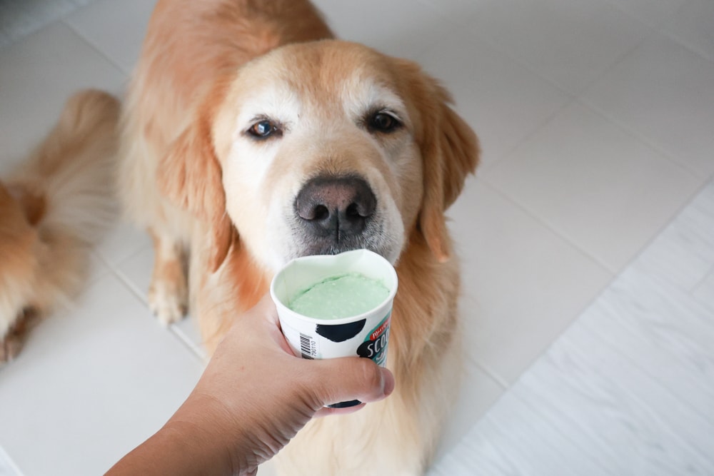 狗狗專屬冰淇淋｜SCOOP’S史酷啵狗狗寵物專用狗狗冰淇淋。英國農場直送，敏感毛孩也可以安心吃！