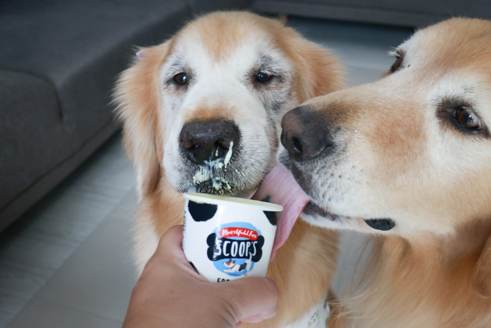 狗狗專屬冰淇淋｜SCOOP’S史酷啵狗狗寵物專用狗狗冰淇淋。英國農場直送，敏感毛孩也可以安心吃！