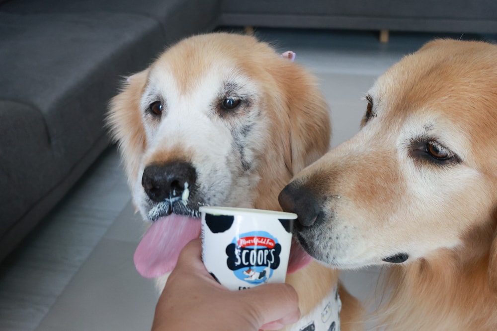 狗狗專屬冰淇淋｜SCOOP’S史酷啵狗狗寵物專用狗狗冰淇淋。英國農場直送，敏感毛孩也可以安心吃！