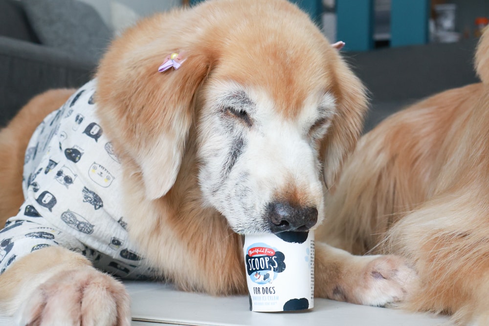 狗狗專屬冰淇淋｜SCOOP’S史酷啵狗狗寵物專用狗狗冰淇淋。英國農場直送，敏感毛孩也可以安心吃！