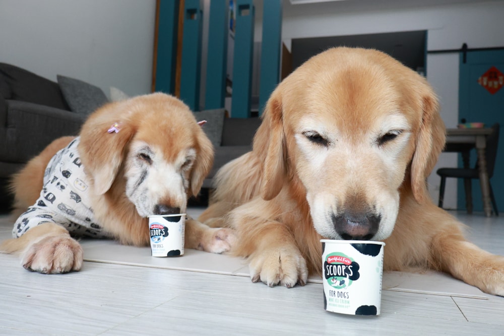 狗狗專屬冰淇淋｜SCOOP’S史酷啵狗狗寵物專用狗狗冰淇淋。英國農場直送，敏感毛孩也可以安心吃！