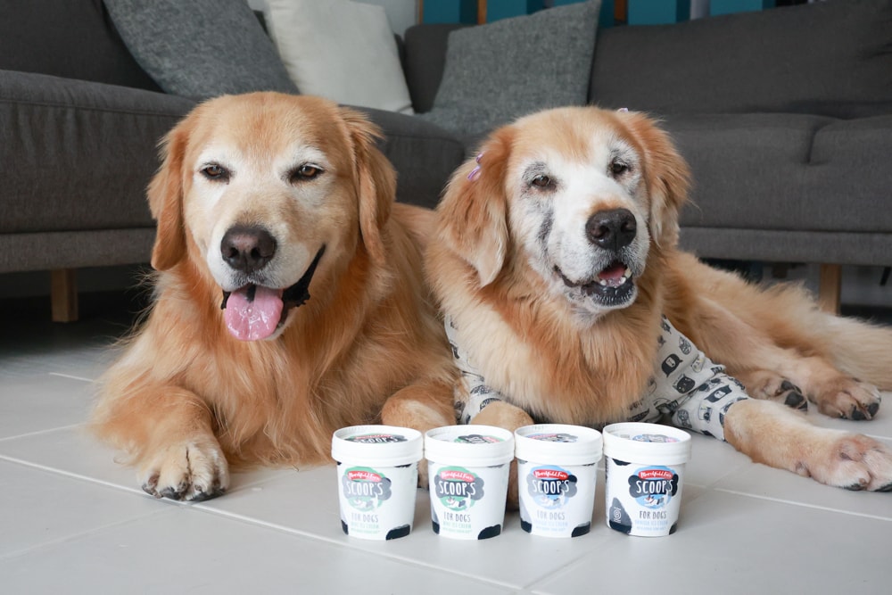 狗狗專屬冰淇淋｜SCOOP’S史酷啵狗狗寵物專用狗狗冰淇淋。英國農場直送，敏感毛孩也可以安心吃！