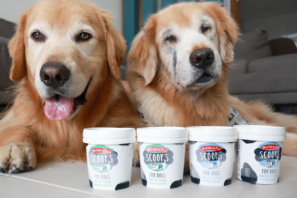 狗狗專屬冰淇淋｜SCOOP’S史酷啵狗狗寵物專用狗狗冰淇淋。英國農場直送，敏感毛孩也可以安心吃！